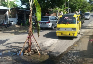 Tampak Pohon Pisang Ditanam Di Jalan