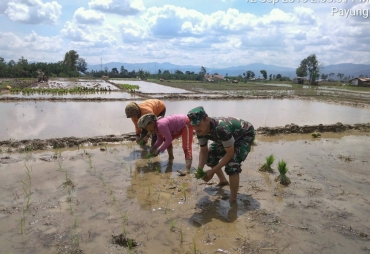 Suasana Penanaman Padi dengan Sistem Jajar Legowo