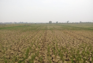 Tampakk Sawah Mengering