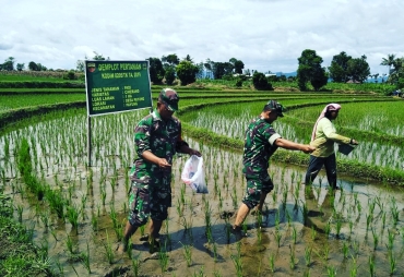 Koramil 05/Payung Lakukan Pemupukan 