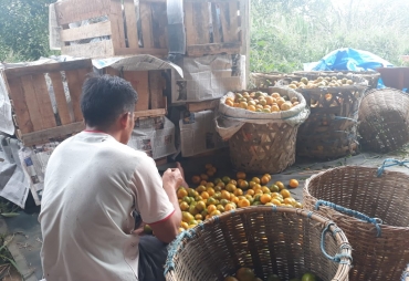 Eder Tarigan memperlihatkan jeruknya yang busuk akibat terkena hama" LALAT BUAH