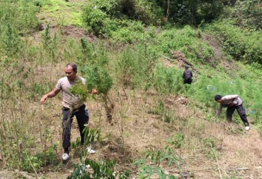 30.000 batang ganja sedang dicabuti