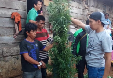 Ladang Ganja Siap Panen Berhasil Diungkap Polda Bengkulu