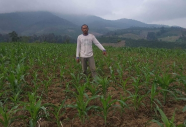 Petani Jagung Keluhkan Pupuk Subsidi Langka