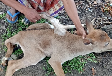 Sapi Kaki 8 dan Berkelamin Ganda