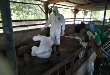 202 Ekor Babi Mati Mendadak