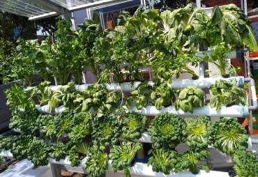 Mengenal Tanaman Hidroponik Cocok Ditanam di Perkotaan