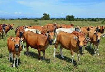 Ilustrasi Sapi Bantuan