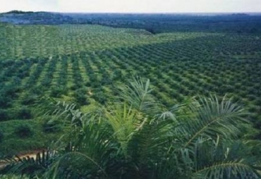 Perkebunan Sawit PT.MSS 